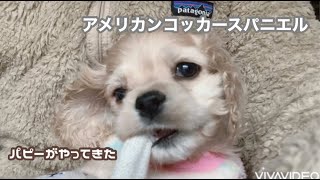 アメリカンコッカースパニエル子犬　＊パピーがやってきた