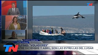 PUERTO MADRYN I Impresionante avistaje de delfines \