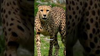 What does a Cheetah Sound Like?🤔 #shorts #facts #viralvideo #viralshorts