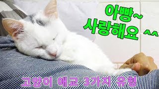 고양이 애교 유형 (밀착 애교 VS 부비부비 VS 뱃살 꾹꾹이 안마 고양이)