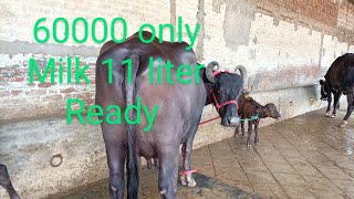 75086-55051, price 60000 only milk 11 liter ready sangrur city