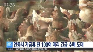 [안동MBC뉴스]토종닭 등 가금류 긴급 수매 도태