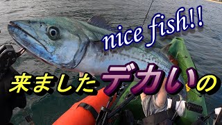 来た!!サワラ97cm!!!【カヤックフィッシング】【瀬戸内】