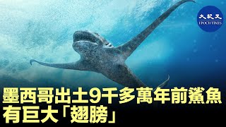 (字幕) 墨西哥發現一種「怪異」的鯊魚化石，有長著兩個巨大的翅膀狀的鰭，研究人員將其描述為一種來自白堊紀晚期的鯊魚新物種，其歷史可以追溯到大約9300萬年前。| #香港大紀元新唐人聯合新聞頻道