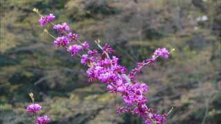 善福寺公園の桜