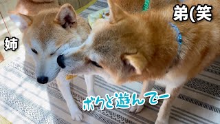 姉柴犬を遊びに誘うもつれなくて凹んでしまう弟柴犬が可愛いw