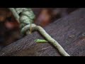 tiger leech in borneo