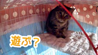 最後の地域猫の家猫修行スタートと、白猫の2階デビュー！