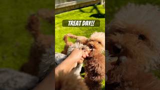 The best treats ever! #puppy #poodle #cutepuppy #pets