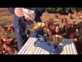 Chickens and Eggs - Farming is Magic