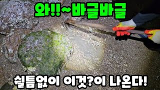 돌틈사이 자세히 보면 바글바글! 난리났다!