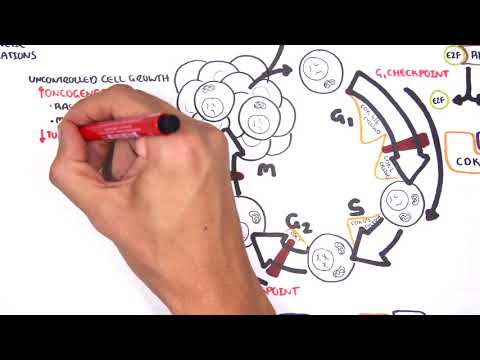 Is p53 a tumor suppressor gene or oncogene?