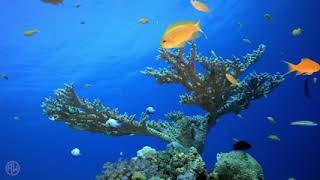 Finding Nemo _ Disney Music & Ambience - Coral Reef Underwater Sounds for Sleep, Study, Relaxation