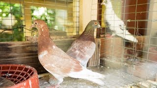 Pairing My Loft Pigeons for Breeding!!