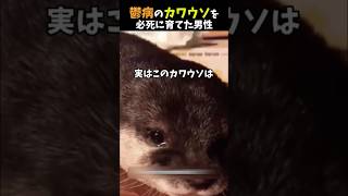 うつ病のカワウソを必死に育てた男性 #感動する話 #泣ける話 #shorts