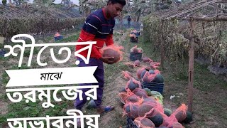 শীতকালে তরমুজ চাষ এ হাসান এর ব্যাপক সাফল্য।