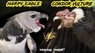 Harpy Eagle vs Condor Vulture in Tamil | ஹார்ப்பி கழுகு vs ஆண்டீன் காண்டூர் (பிணம்தின்னி கழுகு)