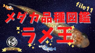 【必見‼】メダカ界を賑わすあのラメ王の全てがこの動画に‼