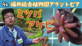 松本園長の解説　ミツバアケビ　5月その2　福井県越前町立福井総合植物園プラントピア　Akebia trifoliata