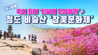 [4k] 대구산행 ｜청도 비슬산 국내 최대규모 참꽃군락지 봄 등산