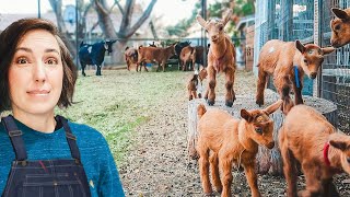 I'm Nervous -- Baby Goats Meet the Herd Today! 😬