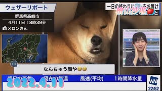 檜山沙耶　変な顔の犬に大爆笑🤣（最後は手を振るよ♫）2022.4.11