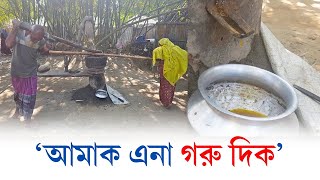 বগুড়ায় ৬০ বছর বয়সে তেলের ঘানি টানছেন দম্পতি | Bogura | Sariakandi | Daily Karatoa