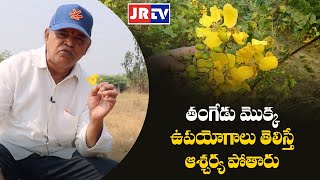 Health benefits of Tangedu plant |తంగేడు మొక్కల ఉపయోగాలు , ప్రయోజనాలు|| By Prof.Dr.Jana Rama Rao