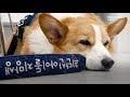 the corgi vlogger who donates every year