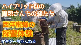 ハイブリッド群の里親さんちの蜂たち 西洋蜜蜂の採蜜体験