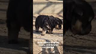 30일 된 진돗개 강아지 #shorts #국견협회 #강아지 #진돗개분양