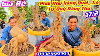 #Trạng_0932999393, BG 17/2  Phôi Mai Vàng Quái Xù, Phôi Tứ Quý dáng thú, Giá Rẻ  @cscanthohg