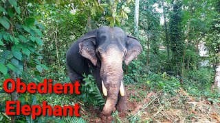 Obedient Elephant Manikandan | അനുസരണയുള്ള ആന മണികണ്ഠൻ