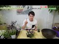 【祝！開設1周年】感謝をこめて秋のカラーリーフ寄せ植え！簡単に作れる方法をお伝えします　【園芸】【ガーデニング】