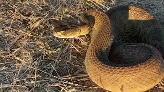 East Bay officials release rattlesnake advisory as sightings increase