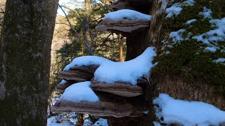 祖母山　神原登山口　冬