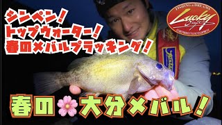 【メバルプラッキング】4月の大分メバル！少し春めいてきました！