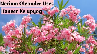 Kaneer ( Nerium Oleander ) Uses nad benefits | Kaner Uses | #medicalplants #skincare #kaner #plants