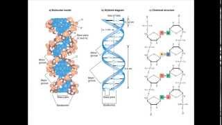 Hydrogen Bonding In Dna
