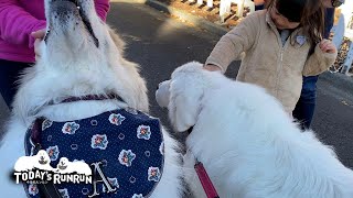 ご近所さんにご挨拶して快適な冬の散歩を楽しむルンルンとアランです　Great Pyrenees　グレートピレニーズ