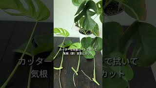 【 観葉植物 】姫モンステラ剪定・株分け。ペットボトルとミリオンシリカで簡単に短時間で剪定・株分け。根が生えてきたら水耕栽培 #モンステラ #観葉植物 #観葉植物インテリア  #観葉植物のある暮らし