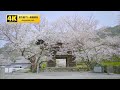 4k動画素材（著作権フリー／商用利用可能）桜21