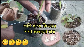 bottle gourd baby plant grafting cucumber super Idea // লাউ গাছে শশা গাছের গ্রাফটিং পদ্ধতি 🤔🤔🤔#