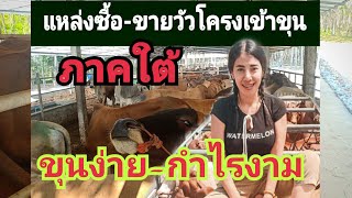 เลี้ยงวัวขุนระยะสั้น | ต้นทุนต่ำ |กำไรงาม | ตลาดจับแน่นอน