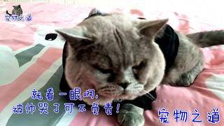 【宠物之道】公猫第一次跟猫宝宝们近距离接触，不敢相信自己当爹，反应太逗了