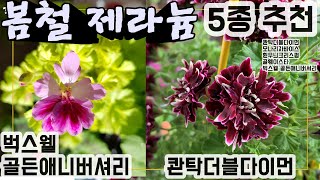 (제라늄#81)_🌷4K_봄철이쁜제라늄_추천_리갈(Regal), 엔젤제라늄/ 1. 콴탁더블다이먼 2. 모나리자바이스 3. 흰무늬크리스펌 4. 벅스웰골든애니버셔리 5. 골웨이스타🌱