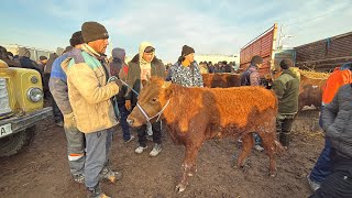 ХОРАЗМ ШОВОТ МОЛ БОЗОРИ ЁШ ХЎКИЗЧАЛАР НАРХЛАРИ 26-февраля 2025 г.