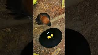 Western Parotia