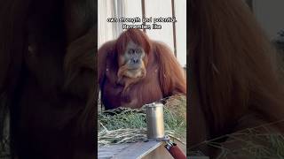 Orangutan Are So Intelligent and Genius #animals #orangutan #shorts #short #trending #positivesvibes