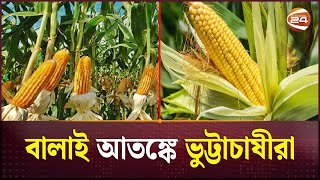 ভুট্টা উৎপাদনে দেশের দ্বিতীয় শীর্ষ জেলা চুয়াডাঙ্গা । Maize production | Channel 24